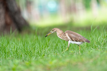 Chinese pond heron / Ardeola bacchus on the lawn in the park