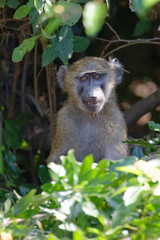 Junger B&auml;renpavian