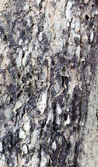 Old Wood Tree background surface  natural pattern