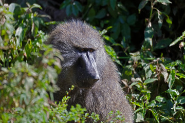 Bärenpavian