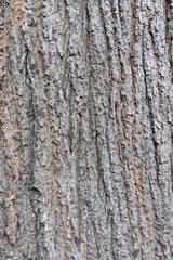 Fototapeta premium Old Wood Tree background surface natural pattern