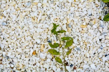 Gravel texture of white, yellow small natural stone rubble, sparse green grass