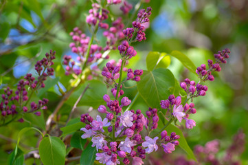 Syringa vulgaris violet purple flowering bush, groups of scented flowers on branches in bloom, common wild lilac tree