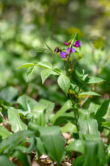 Lathyrus vernus wild purple violet flowers in bloom, springtime flowering plants in the forest