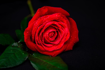 beautiful red rose on black isolated background