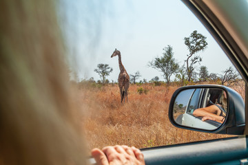 Woman on safari car vacation in South Africa, looking at giraffe