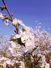 Beautiful floral spring abstract background of nature. Branches of blossoming apricot macro with soft focus on gentle light blue sky background. For easter and spring greeting cards