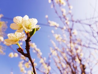 Beautiful floral spring abstract background of nature. Branches of blossoming apricot macro with soft focus on gentle light blue sky background. For easter and spring greeting cards