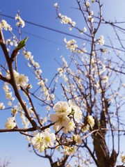 Beautiful floral spring abstract background of nature. Branches of blossoming apricot macro with soft focus on gentle light blue sky background. For easter and spring greeting cards