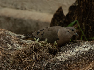 beautiful dove eating corn on top of a log