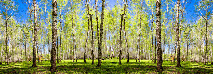 Frühlingsbäume mit jungem grünem Laub im Laubwald, um in den warmen sonnigen Tag zu schauen. Saisonale Landschaft. Die Sonnenstrahlen bahnen sich ihren Weg durch die Blätter der Bäume. Panoramabanner.
