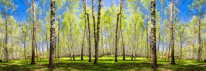 Frühlingsbäume mit jungem grünem Laub im Laubwald, um in den warmen sonnigen Tag zu schauen. Saisonale Landschaft. Die Sonnenstrahlen bahnen sich ihren Weg durch die Blätter der Bäume. Panoramabanner. © ruslan_khismatov