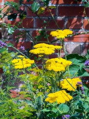 Yarrow Achillea Ageratum yellow flower head © philipbird123