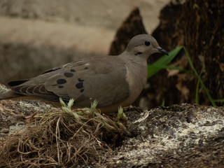 beautiful dove eating corn on top of a log