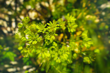 interesting original spring green background with small leaves on the bush in close-up