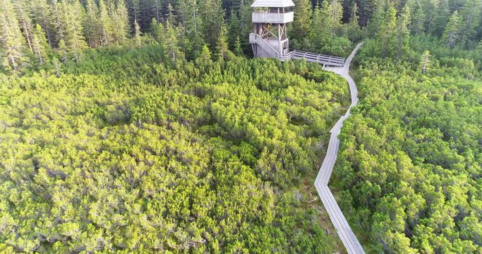 Aerial of a wooden path and a viewpoint tower between pine trees in Lovrenska Lakes, Slovenia