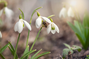 The first honey bee collects nectar from snowdrops in a spring forest. The first white spring flowers in the wild. Closeup of a beautiful blooming galanthus.