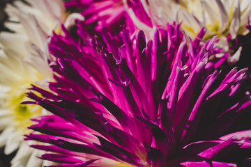 Obraz premium Purple and white dahlia flowers retro look background