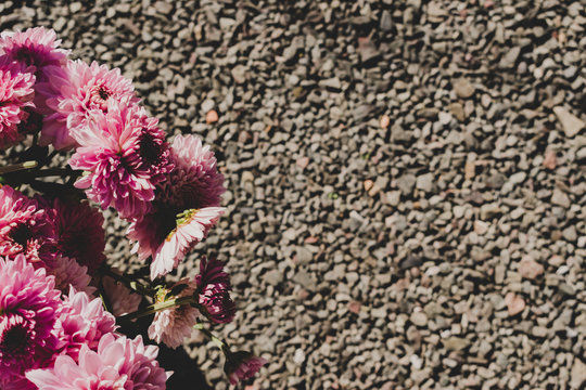 Pink dahlia flowers retro look background with pabble background