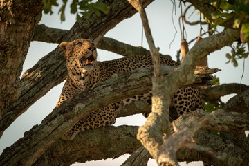 Fototapeta na wymiar Male leopard looks up from twisted branches