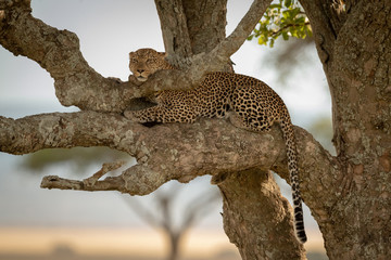 Naklejka na ściany i meble Male leopard lying in tree resting chin