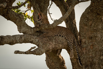 Fototapeta na wymiar Male leopard lying in tree yawning widely