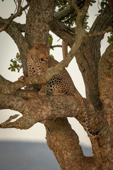 Fototapeta na wymiar Male leopard sits in branches looking down