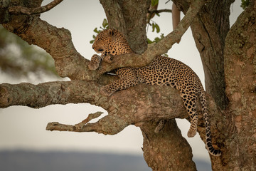 Fototapeta na wymiar Male leopard sits in branches looking left