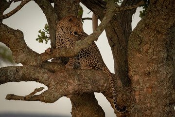 Fototapeta na wymiar Male leopard sits on branch looking back