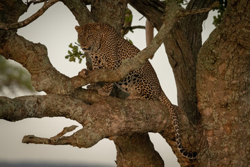Fototapeta na wymiar Male leopard sits on branch eyeing camera
