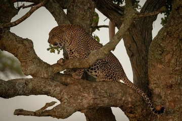 Male leopard sits on branch looking down