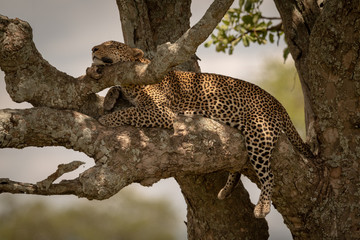 Naklejka na ściany i meble Male leopard sleeps on branch in sunshine