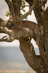 Male leopard sleeping on branch in sunshine