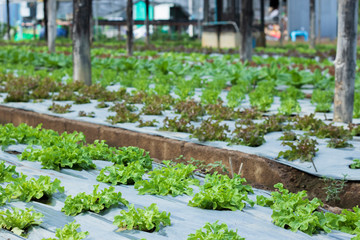 vegatable organic farming plant grow agriculture raw materail