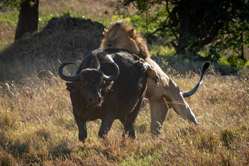 Male lion bites Cape buffalo from behind
