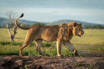 Fototapeta na wymiar Male lion crosses dirt mound in profile