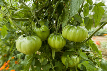 Tomates cotell&eacute;es verte 