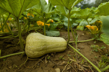 Butternut dans le jardin