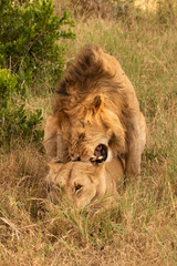 Male lion growling while mating with female
