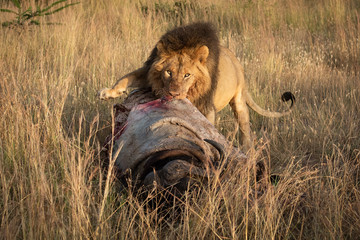 Male lion grappling with kill watches camera