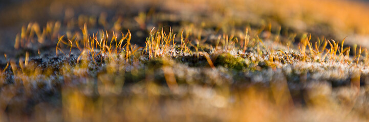 d&eacute;tail de mousse sur un mur en pierre