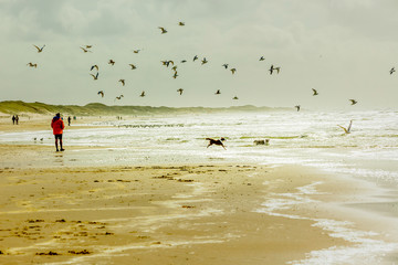 Ein Spaziergang am einsamen Strand mit Hunden im Herbst. Ein paar Möwen werden verscheucht und fliegen herum