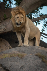 Fototapeta na wymiar Male lion growls from top of rock