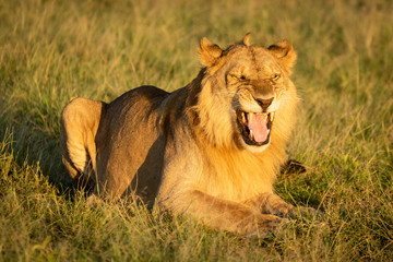 Fototapeta na wymiar Male lion in grass showing Flehmen response