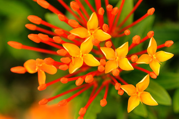 Flower needle in garden