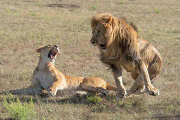 Male lion jumping off female after mating