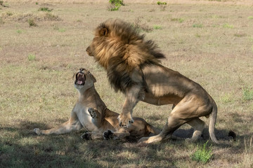 Fototapeta na wymiar Male lion jumps off lioness after mating