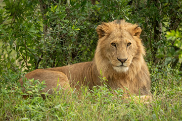 Male lion lies in bushes eyeing camera
