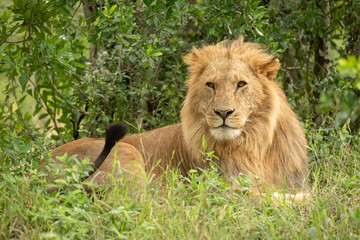 Male lion lies in bushes flicking tail