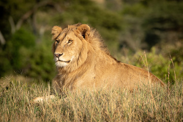 Male lion lies in grass facing left